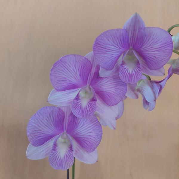Orquidea Dendrobium Burana Stripe Planta Adulta Flor Rosa - Orquiflora Imagem de Orquidea Dendrobium Burana Stripe Planta Adulta Flor Rosa