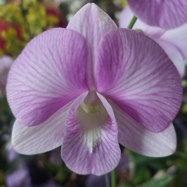 Orquidea Dendrobium Burana Stripe Planta Adulta Flor Rosa - Orquiflora Imagem de Orquidea Dendrobium Burana Stripe Planta Adulta Flor Rosa