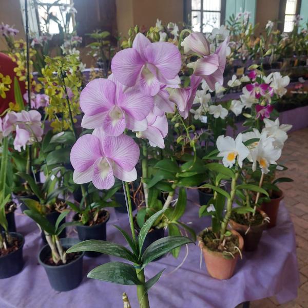 Orquidea Dendrobium Burana Stripe Planta Adulta Flor Rosa - Orquiflora Imagem de Orquidea Dendrobium Burana Stripe Planta Adulta Flor Rosa