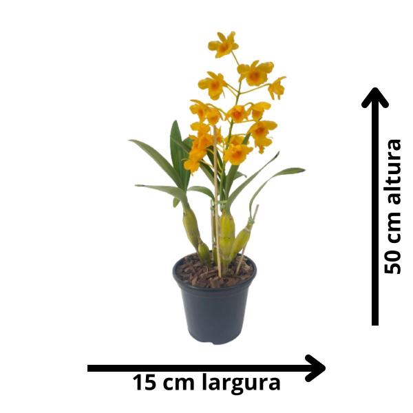 Orquídea Dendrobium Chrysotoxum Rara Decorativa Cheira Mel
