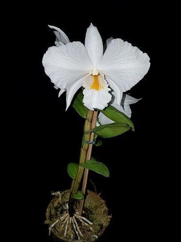 Imagem de Orquídea Dendrobium Formidable Planta Adulta Rara