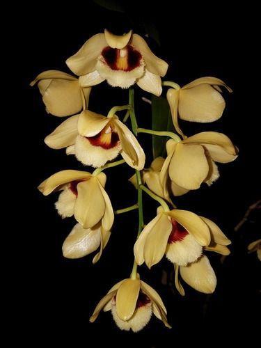 Imagem de Orquídea Dendrobium Gatton Sunray Planta Adulta Flor Amarela