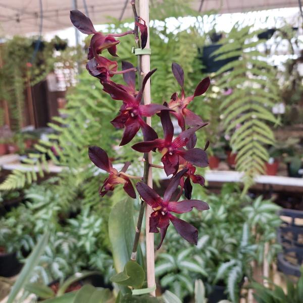 Imagem de Orquidea Dendrobium Negro Spider Black Planta Adulta Rara