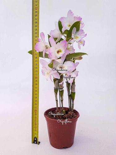 Imagem de Orquídea Dendrobium Nobile Hibrido Planta Adulta 1