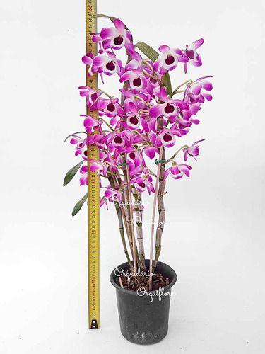 Imagem de Orquídea Dendrobium Nobiles Olho-de-boneca Planta Adulta