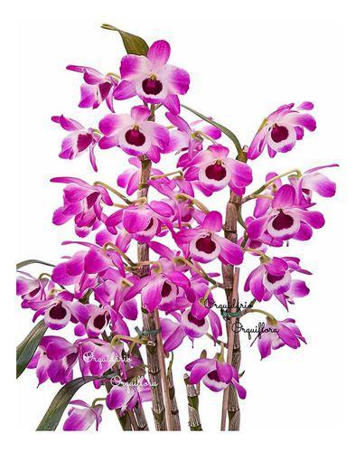 Imagem de Orquídea Dendrobium Nobiles Olho-de-boneca Planta Adulta