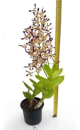 Imagem de Orquídea Dendrobium Rambo Planta Adulta Com Vaso
