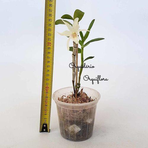 Imagem de Orquídea Dendrobium Stardust Planta Adulta Branca White Summer Espécie Rara Exótica