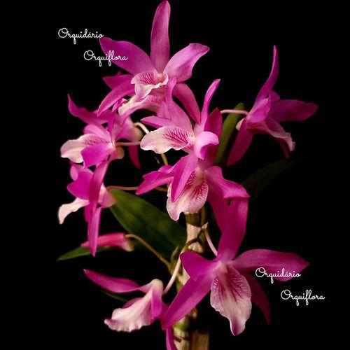 Imagem de Orquídea Dendrobium Stardust Rainbown Dance ! Planta Adulta