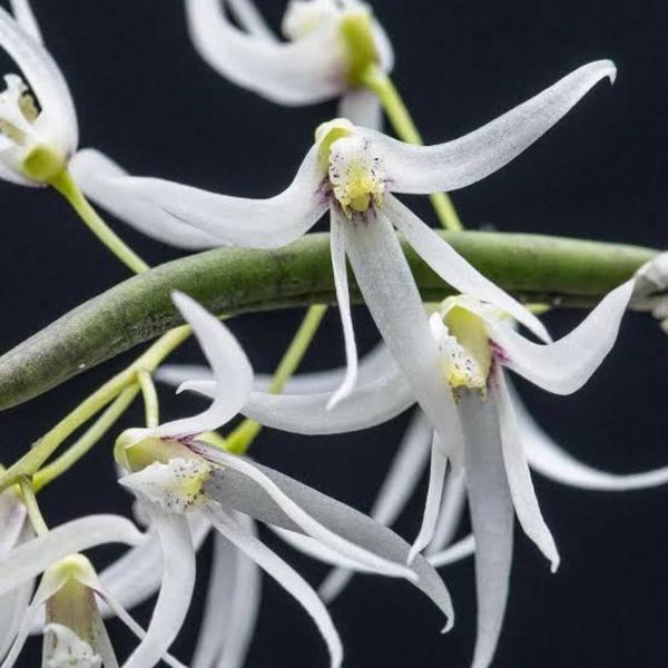 Imagem de Orquidea Dendrobium Wassellii Mini Flor Planta Rara Exotica