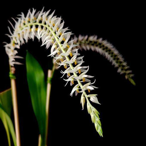 Imagem de Orquídea Dendrochilum Glumaceum ! Planta Adulta ! Com Vaso