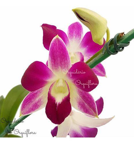Imagem de Orquídea Denphal Sonia Diamond Planta Adulta Natural Hibrida Flor Exótica Rara