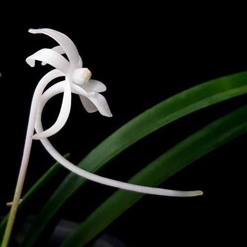 Imagem de Orquídea Do Samurai Neofinetia Falcata Planta Adulta