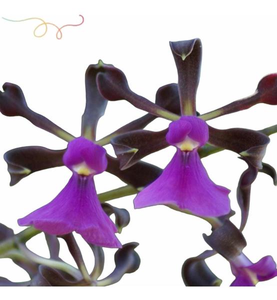 Imagem de Orquídea Encyclia Atropurpurea Planta Adulta Colecionador !