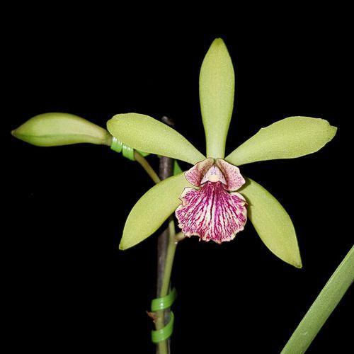 Imagem de Orquídea Epicattleya Yamanara Planta Adulta