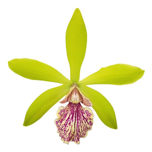 Imagem de Orquídea Epicattleya Yamanara Planta Adulta