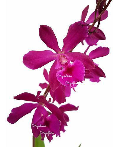 Imagem de Orquídea Epicattleya Yucatan Magenta Planta Adulta