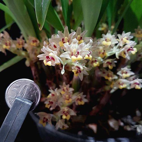 Imagem de Orquídea Eria Xanthocheila Planta Adulta Flor Exótica