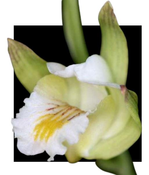 Imagem de Orquidea Eulophia Spectabilis