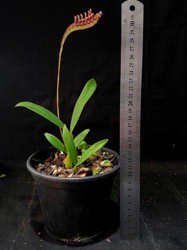 Imagem de Orquídea Exótica Bulbophyllum Falcatum Planta Adulta Natural Exótica Rara