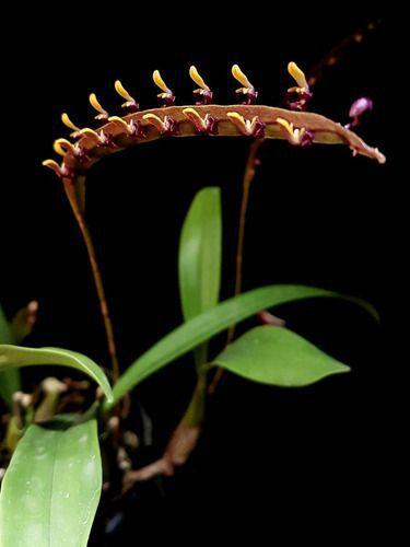 Imagem de Orquídea Exótica Bulbophyllum Falcatum Planta Adulta Natural Exótica Rara