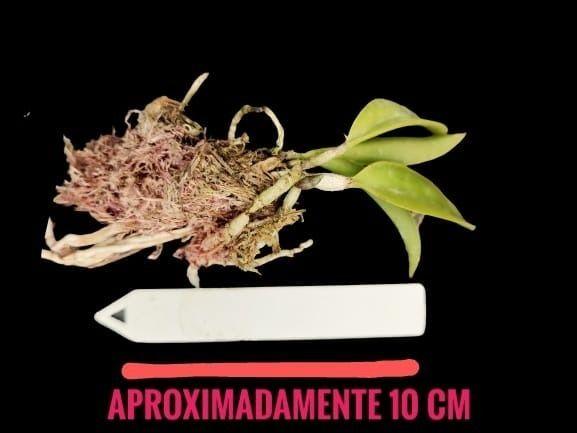 Imagem de Orquidea Kit 3 Cattleya Nobilior Selecionadas Cod 06