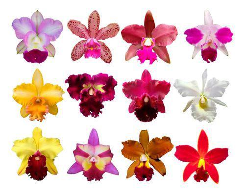 Orquidea Kit 4 Mudas Catteya 1 Ano Florir! Palntas Lindas. - Orquiflora Imagem de Orquidea Kit 4 Mudas Catteya 1 Ano Florir! Palntas Lindas.