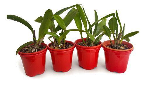 Orquidea Kit 4 Mudas Catteya 1 Ano Florir! Palntas Lindas. - Orquiflora Imagem de Orquidea Kit 4 Mudas Catteya 1 Ano Florir! Palntas Lindas.