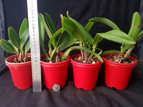 Orquidea Kit 4 Mudas Catteya 1 Ano Florir! Palntas Lindas. - Orquiflora Imagem de Orquidea Kit 4 Mudas Catteya 1 Ano Florir! Palntas Lindas.