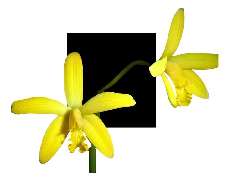 Imagem de Orquidea  Laelia Crispata