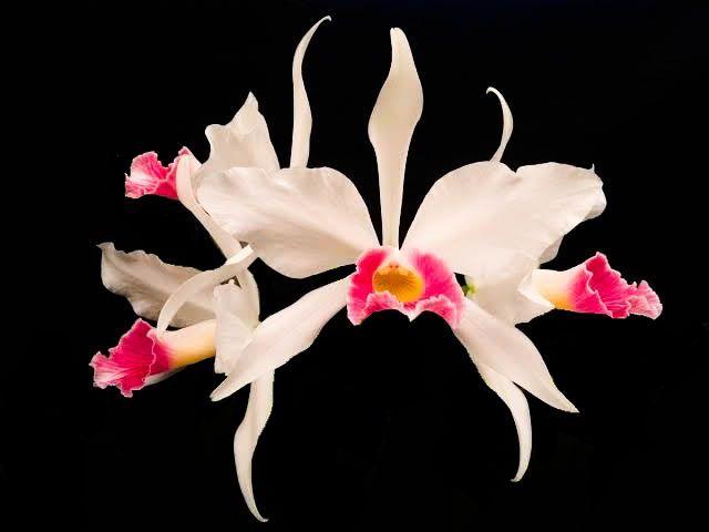 Orquídea Laelia Purpurata Carnea Intense X Carnea Bv - Cooperorchids Imagem de Orquídea Laelia Purpurata Carnea Intense X Carnea Bv