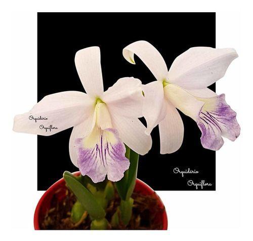 Orquídea Laelia Sincorana Coerulea Planta Natural Adulta - no brand Imagem de Orquídea Laelia Sincorana Coerulea Planta Natural Adulta