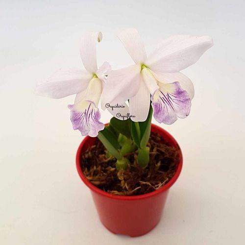 Orquídea Laelia Sincorana Coerulea Planta Natural Adulta - no brand Imagem de Orquídea Laelia Sincorana Coerulea Planta Natural Adulta