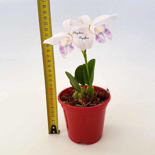 Imagem de Orquídea Laelia Sincorana Coerulea Planta Natural Adulta