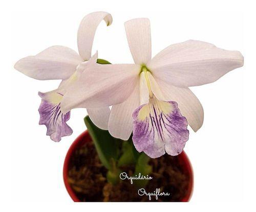 Orquídea Laelia Sincorana Coerulea Planta Natural Adulta - no brand Imagem de Orquídea Laelia Sincorana Coerulea Planta Natural Adulta