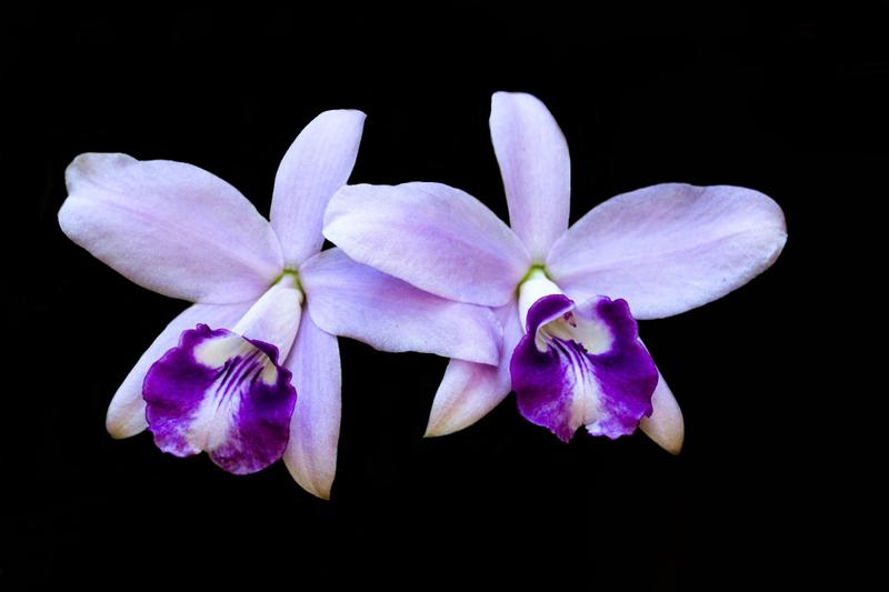 Imagem de Orquídea Laelia sincorana coerulia Nina x BV