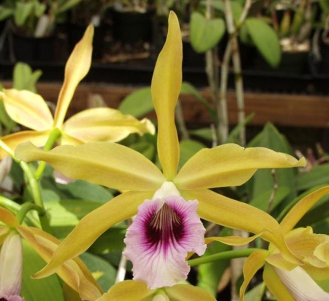 Imagem de Orquidea Laelia Tenebrosa (aurea X Tipo) X Aurea