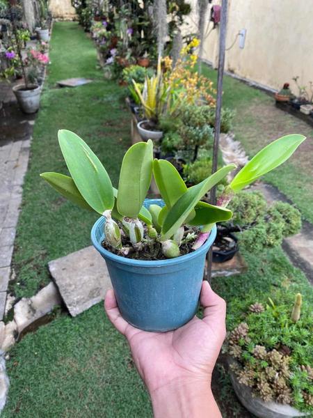 Orquídea Lc. Aloha Case ' Adulta ' Para Colecionador Lindas