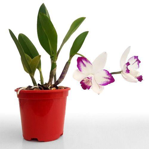 Imagem de Orquídea Lc Haw Angel Small Beauty ! Planta Adulta Com Vaso