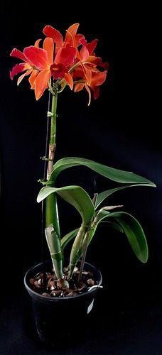 Imagem de Orquídea Lc. Tropical Trick  ! Planta Adulta ! Flor Laranja