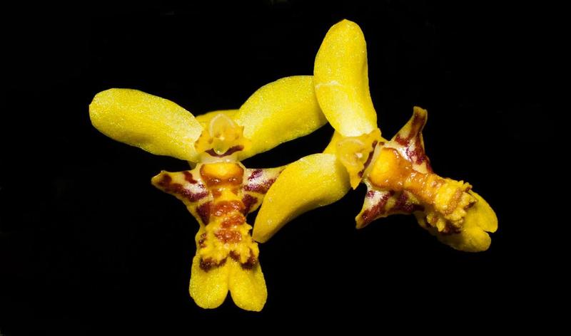 Imagem de Orquídea  Lockhartia lunifera 