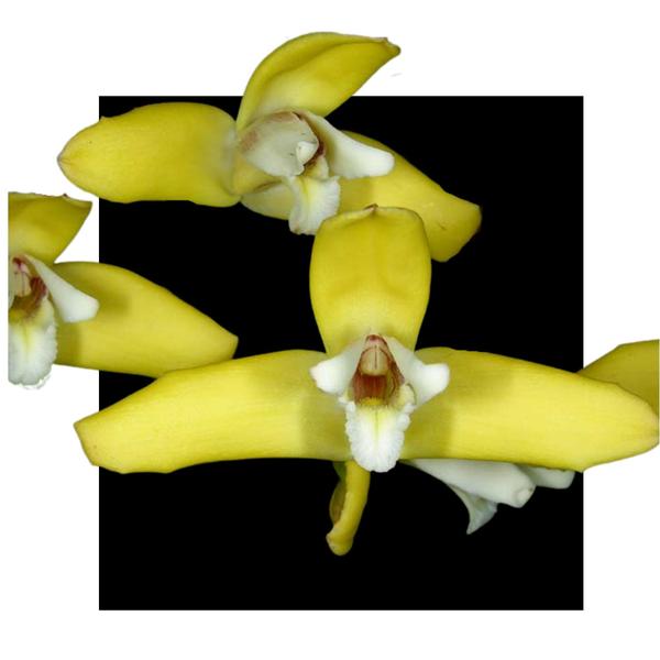 Imagem de Orquidea Maxillaria Parkerii