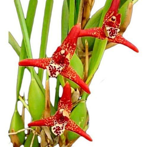 Imagem de Orquidea Maxillaria Tenuifolia (cheiro De Coco)+cachepot