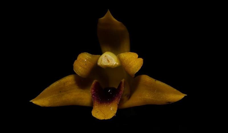 Imagem de OrquÍdea Maxillaria variabilis