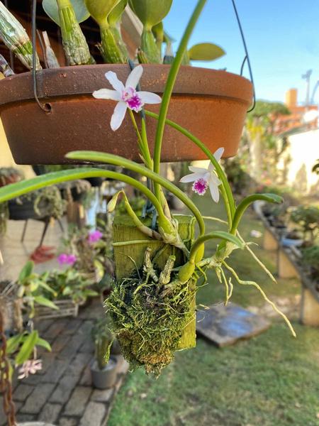 Imagem de Orquídea Micro Laelia Lundii Coerulea Planta Adulta Top