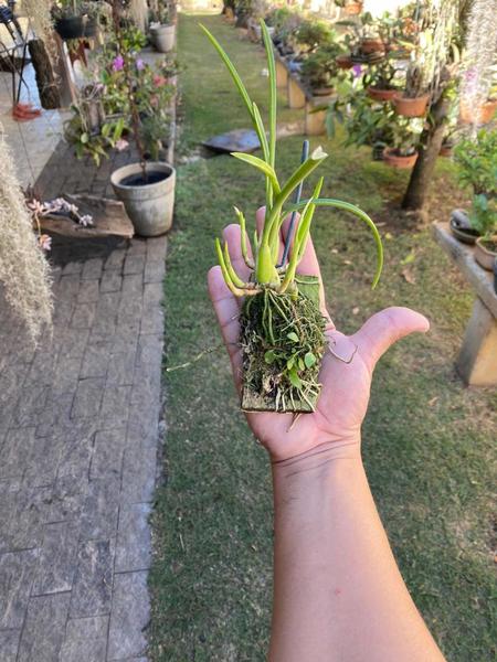 Imagem de Orquídea Micro Laelia Lundii Coerulea Planta Adulta Top