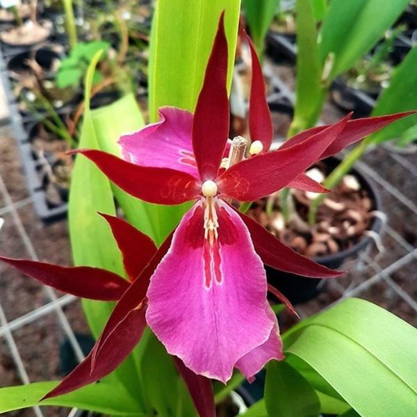Imagem de Orquídea Miltassia Royal Robe  Planta Adulta