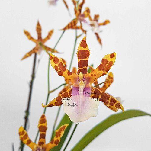 Orquídea Miltonia Clowesii Planta Adulta Flor Amarela-marrom - no brand Imagem de Orquídea Miltonia Clowesii Planta Adulta Flor Amarela-marrom