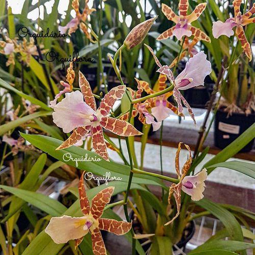 Orquídea Miltonia Clowesii Planta Adulta Flor Amarela-marrom - no brand Imagem de Orquídea Miltonia Clowesii Planta Adulta Flor Amarela-marrom
