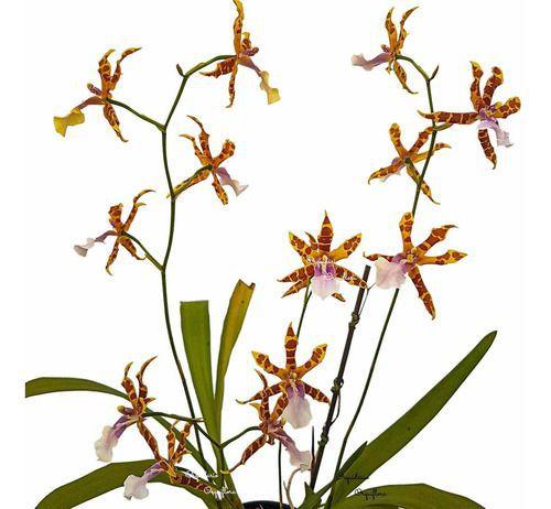 Orquídea Miltonia Clowesii Planta Adulta Flor Amarela-marrom - no brand Imagem de Orquídea Miltonia Clowesii Planta Adulta Flor Amarela-marrom